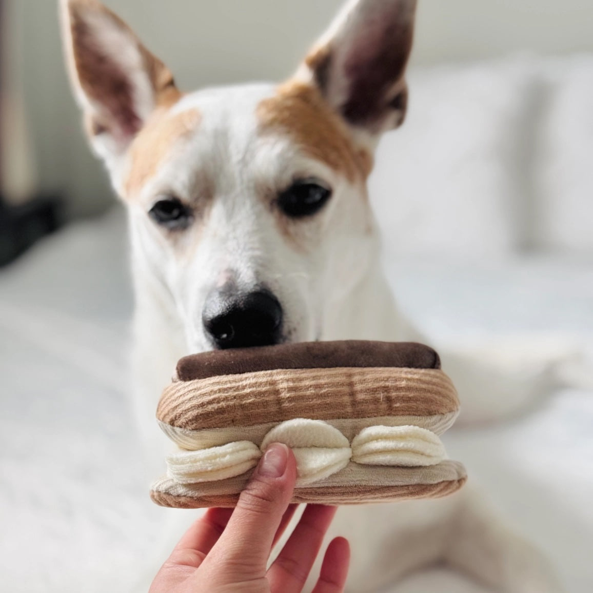 Pet Accessories & French Style