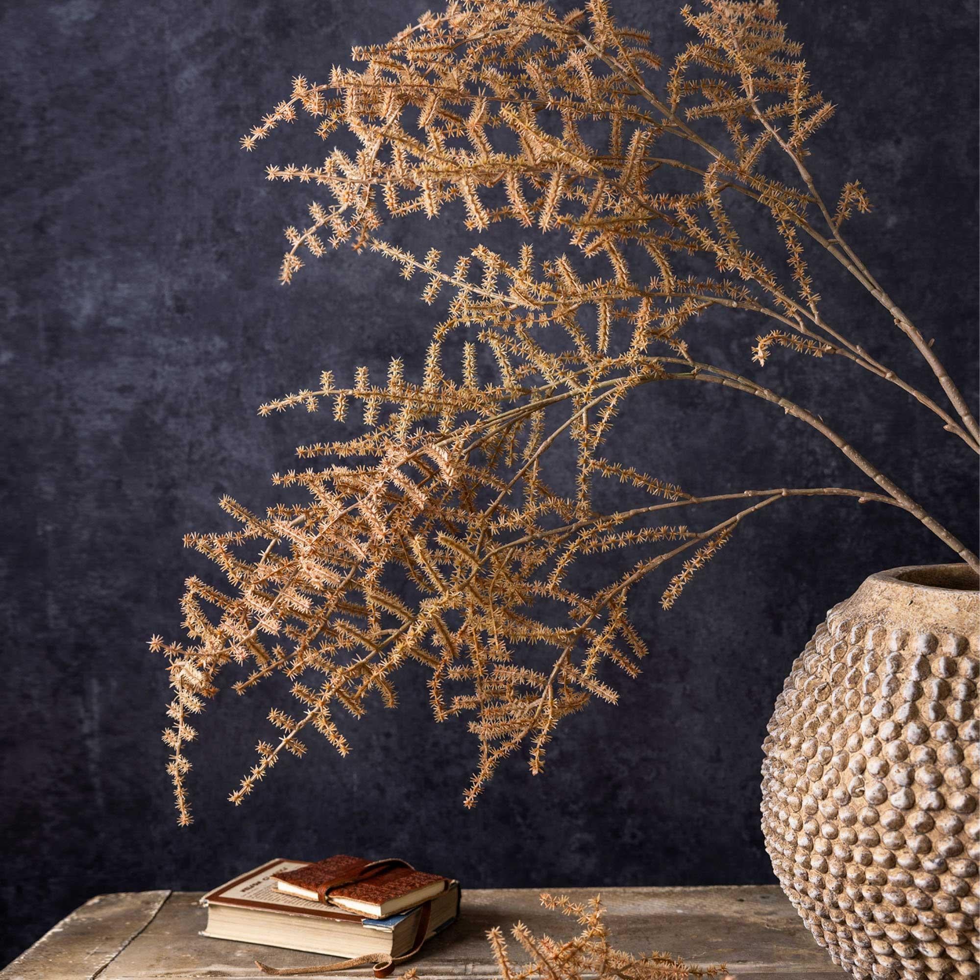 Asparagus Fern Desert