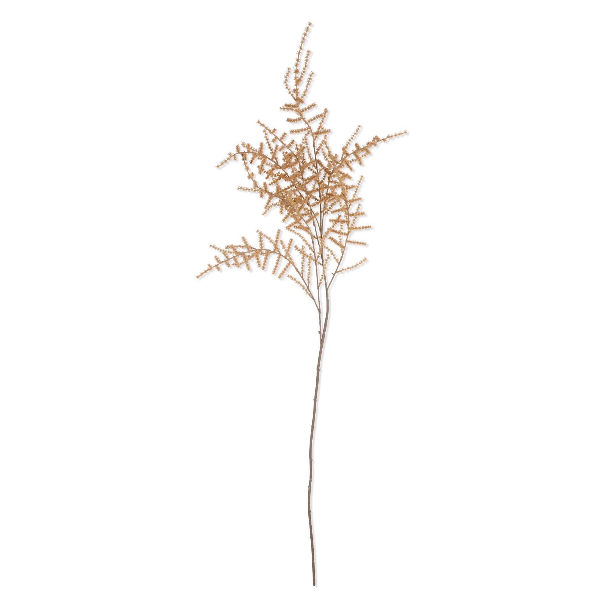 Asparagus Fern Desert