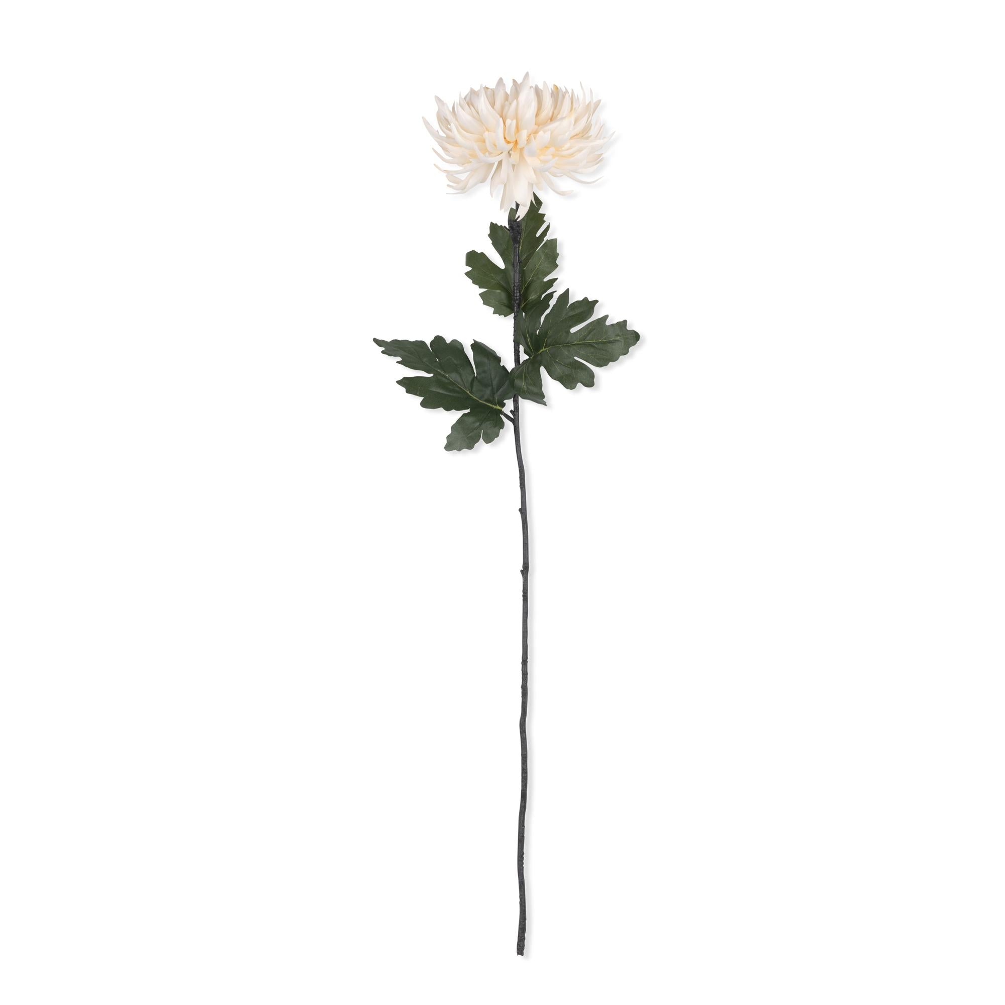 Chrysanthemum Cream Stem