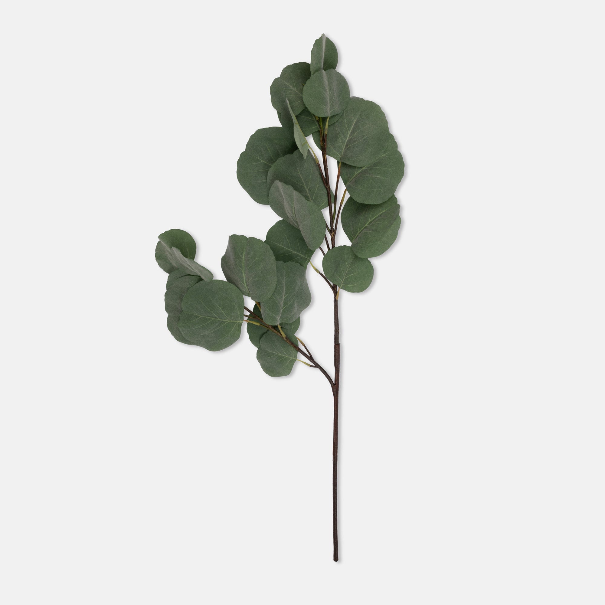 Eucalyptus Silver Dollar Branch