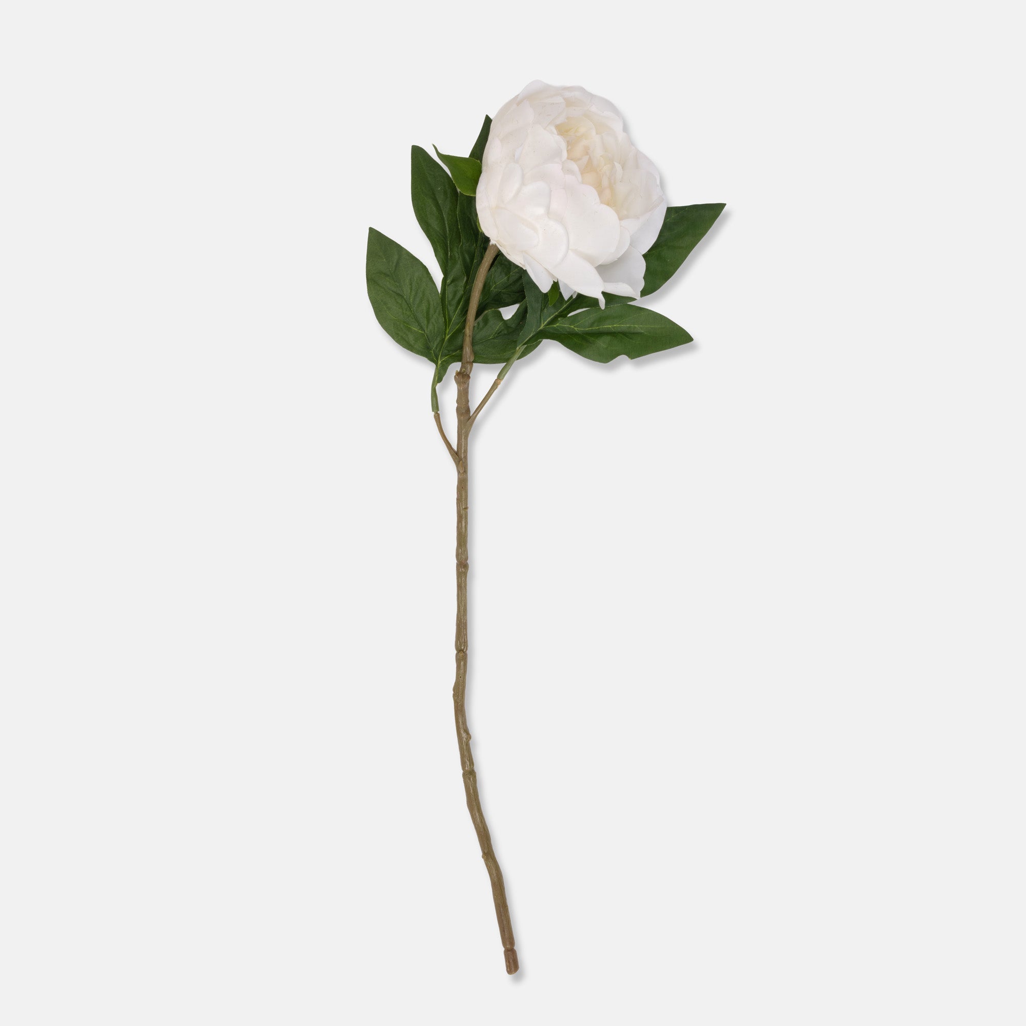 White Peony