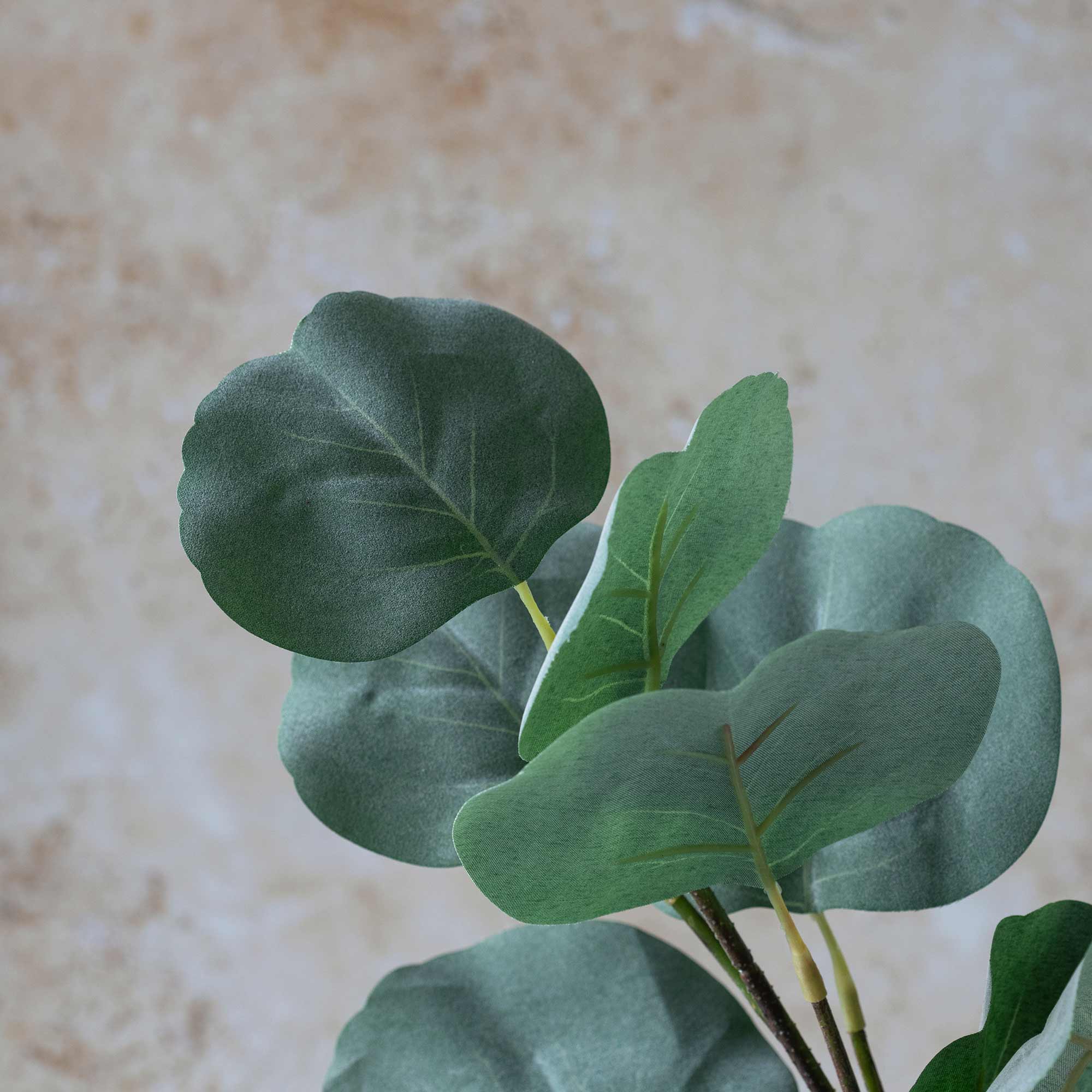 Eucalyptus Silver Dollar Branch