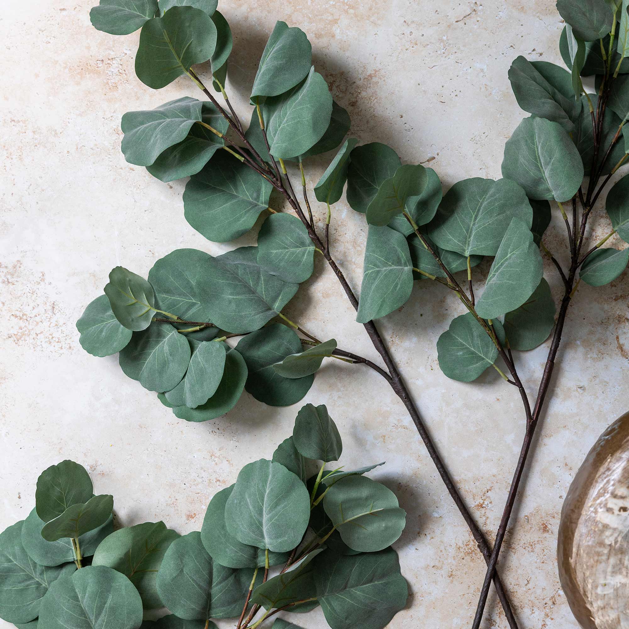 Eucalyptus Silver Dollar Branch