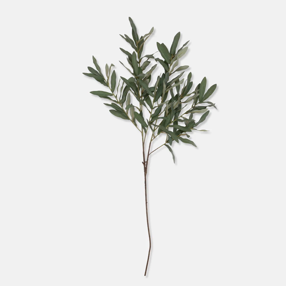 Olive Branch