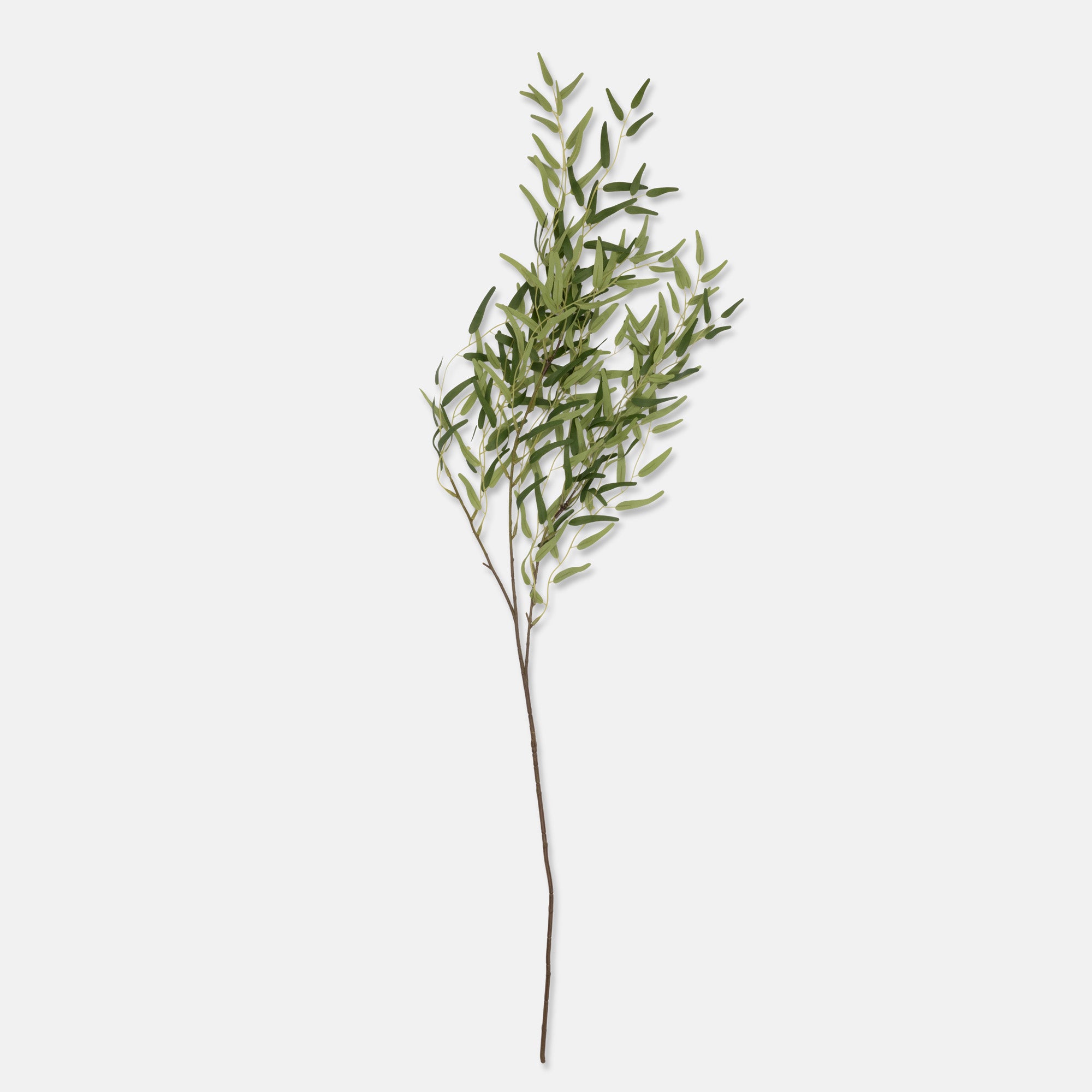 Willow Branch